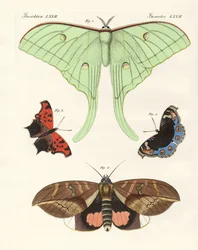 Papillons étrangers