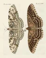 Papillons étrangers (gravure en couleur)