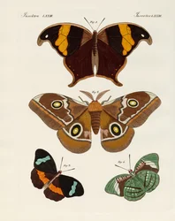 Papillons étrangers