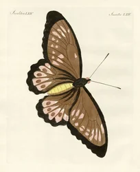 Papillons étrangers de taille phénoménale (gravure en couleur)