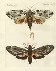 Papillons étrangers