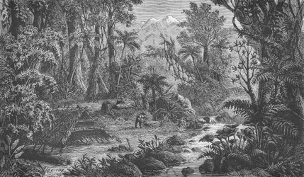 Scène de forêt en Inde Orientale