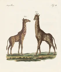 Animaux à quatre pattes