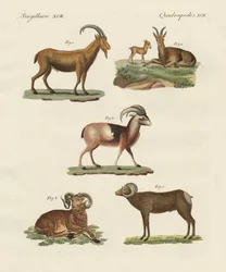 Animaux à quatre pattes