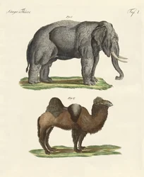 Animaux à quatre pattes