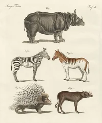 Animaux à quatre pattes