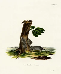 Souris des herbes à quatre rayures