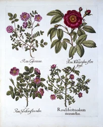 Quatre variétés de rosier, de Hortus Eystettensis, par Basil Besler, pub. 1613
