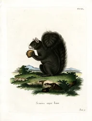 Écureuil renard