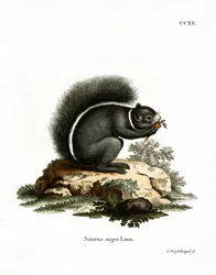 Écureuil renard
