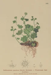 Saxifrage fragile (Zahlbrucknera paradoxa, Saxifraga paradoxa)