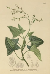 Oseille de France (Rumex scutatus)