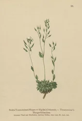 Drave froide (Draba Traunsteineri, Draba frigida)