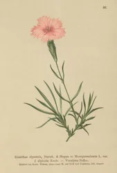 Œillet fringé (Dianthus Monspessulanus, Dianthus alpestris, Dianthus alpicola)