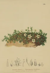Sabuline ciliée (Arenaria ciliata)