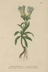 Gentiane de Froelich (Gentiana Froelichii)