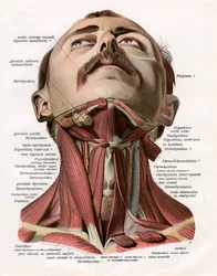 Vue frontale des muscles et des glandes du cou humain