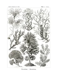 Fucoideae, 1899-1904