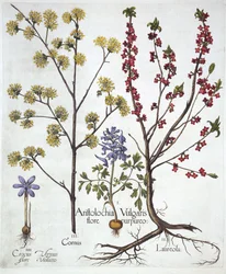 Fumewort, Daphne mezereum, Cornelian Cherry et Spring Crocus, de Hortus Eystettensis, par Basil Besler, pub. 1613