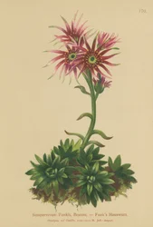 Joubarbe de Funk (Sempervivum Funkii)