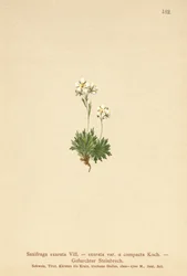 Saxifrage exarée (Saxifraga exarata, Saxifraga exarata var. compacta, Saxifraga exarata ssp. moschata)