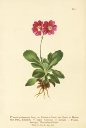 Auricule de jardin