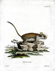 Lérot
