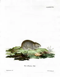 Souris à odeur d
