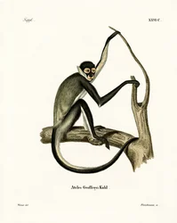 Singe-araignée de Geoffroy