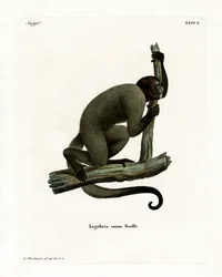 Singe laineux de Geoffroy