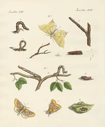 Phalènes allemandes
