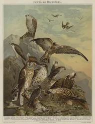 Oiseaux de proie allemands
