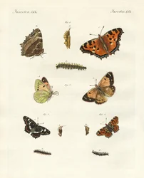 Papillon de jour allemand