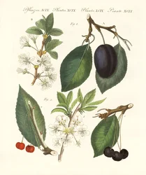 Fruits allemands
