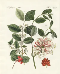 Types de bois allemands (gravure en couleur)