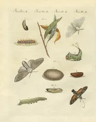 Papillons de nuit allemands