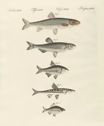 Poissons de rivière allemands
