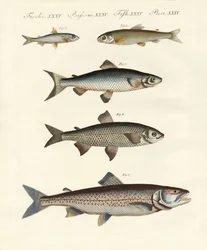 Poissons de rivière allemands