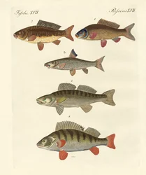 Poissons de mer allemands