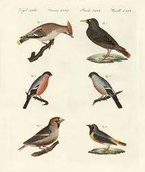 Oiseaux chanteurs allemands