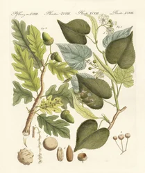 Arbres forestiers allemands