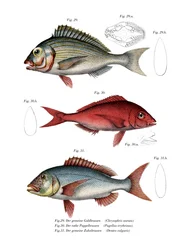 Dorade royale