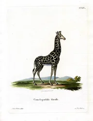 Girafe