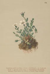 Oreille de souris des glaciers (Cerastium uniflorum)