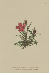Œillet des glaciers (Dianthus glacialis)