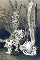 Éponges de verre, planche de "Brehms Tierleben: Allgemeine Kunde des Tierreichs", vol.10, p.653, publié par Bibliographisches Institut