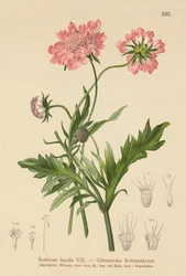 Scabieuse luisante (Scabiosa lucida)