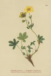 Potentille dorée