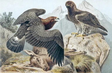 Aigle royal, planche de "Brehms Tierleben: Allgemeine Kunde des Tierreichs" vol.6, p.266, publié par Bibliographisches Institut