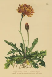 Crépide dorée